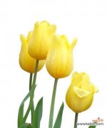黄色郁金香代表什么？它的花语和寓意象征有何深意？