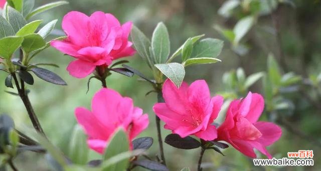 黄山市花是杜鹃花吗？杜鹃花象征意义有哪些？