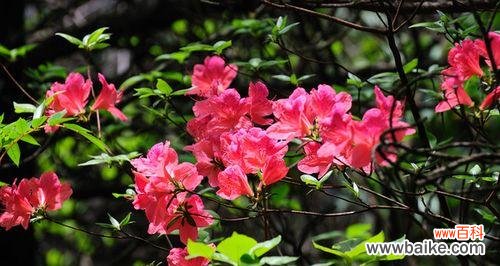 黄山市花是杜鹃花吗？杜鹃花象征意义有哪些？