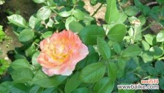 黄月季花代表什么意思？花语背后的文化含义是什么？