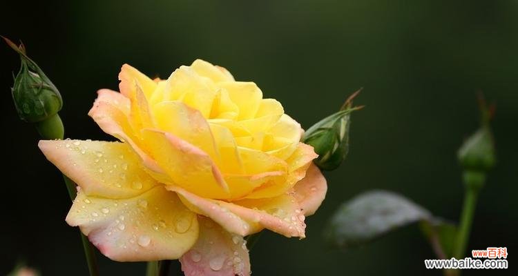 黄月季花代表什么意思？花语背后的文化含义是什么？