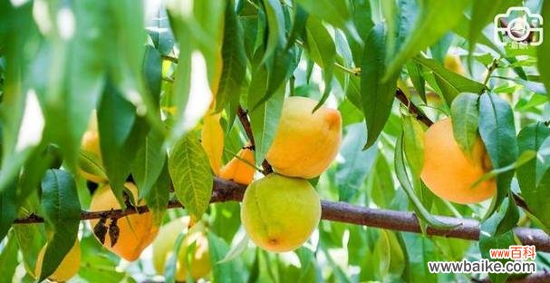 黄桃象征着什么意义？黄桃的寓意和象征有哪些？