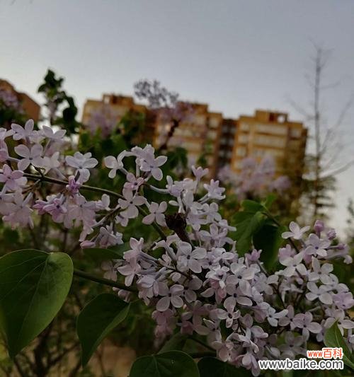 黄英的花语是什么意思?黄英寓意有哪些常见问题解答?