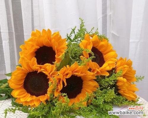 黄英的花语是什么意思?黄英寓意有哪些常见问题解答?