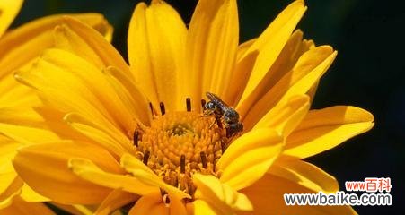 黄英的花语是什么意思?黄英寓意有哪些常见问题解答?