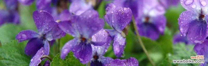 花语背后的情感世界 紫罗兰花语