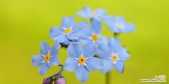 探寻勿忘我的美丽与哲思 勿忘我——花语与寓意