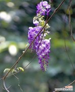 探究紫藤花的深层含义 紫藤花的花语与寓意