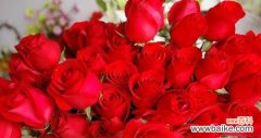 传递感情的花语 玫瑰的含义与象征