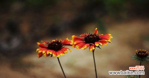 怀念逝去的爱与友情 六月菊花语