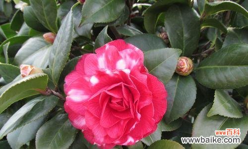 探究山茶花的美丽和神秘 山茶花的花语