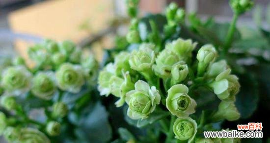 长寿花的意义与象征，以及如何赏花 探寻长寿花的花语寓意