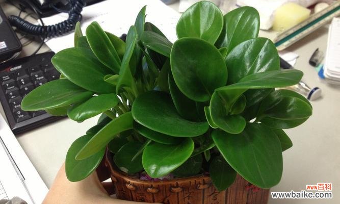 解读豆瓣绿的花语与象征 豆瓣绿的花语剖析