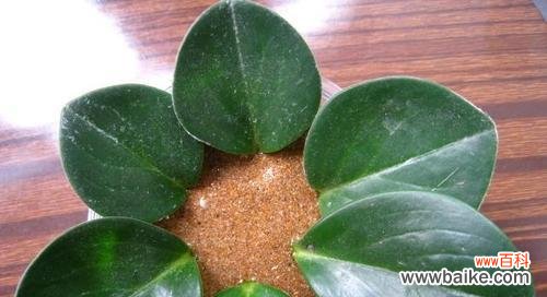 解读豆瓣绿的花语与象征 豆瓣绿的花语剖析