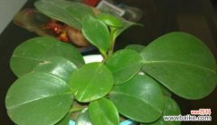 解读豆瓣绿的花语与象征 豆瓣绿的花语剖析