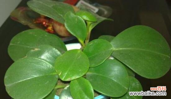 解读豆瓣绿的花语与象征 豆瓣绿的花语剖析