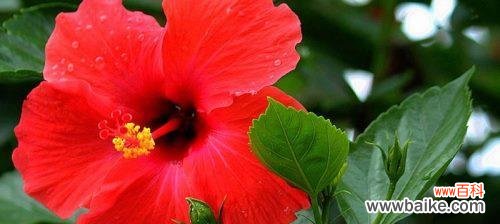 探究花语中的情感与寓意 扶桑花的花语