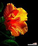 探究花语中的情感与寓意 扶桑花的花语