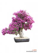 三角梅叶子发蔫怎么办