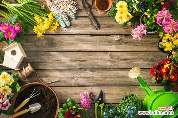 玉树在家掉叶子？找对原因，速效解决！