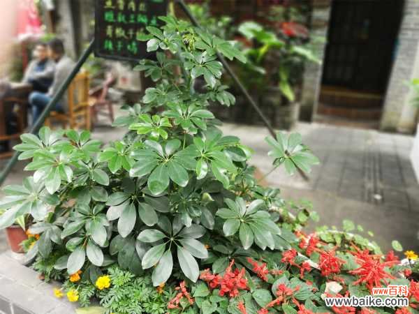 鸭脚木叶子变黑怎么办