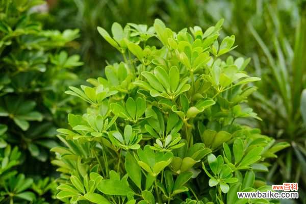 鸭脚木叶子变黑怎么办