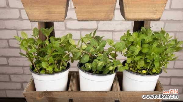 薄荷叶子发黑怎么办