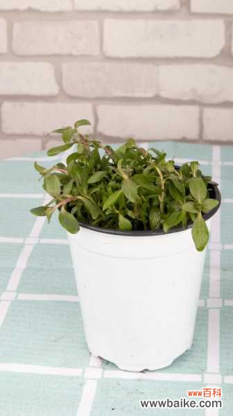 薄荷叶子发黑怎么办