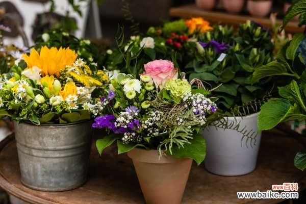 缠枝牡丹不开花怎么办