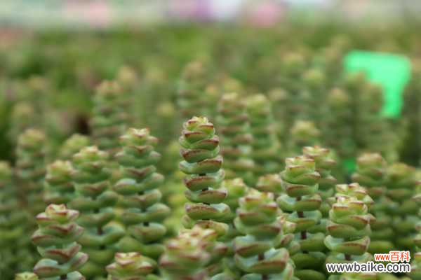 钱串下面干枯了怎么办