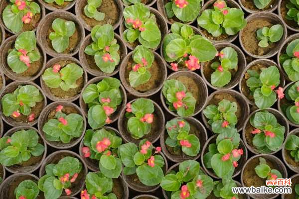 四季海棠不开花应该怎么办