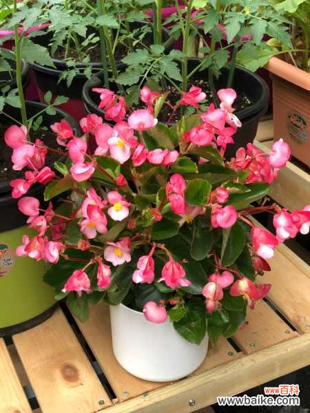 四季海棠不开花应该怎么办