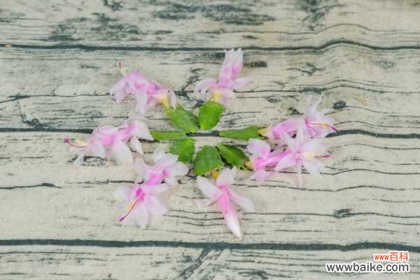 蟹爪兰不长怎么办