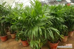 夏威夷椰子枝条下垂怎么办