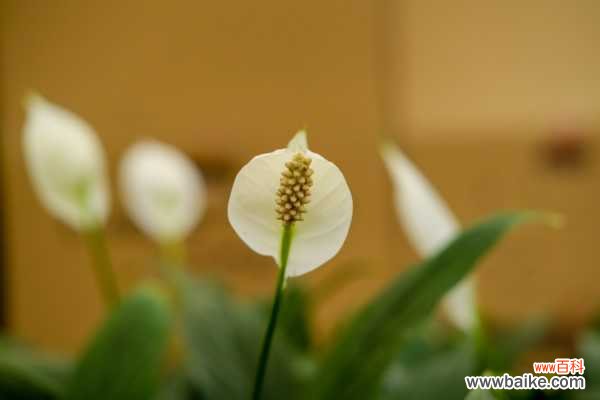 白掌花越开越小怎么办