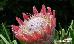 揭秘帝王花的神秘花语 帝王花的花语