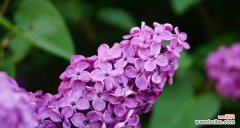 深情不变的丁香花 丁香花的花语及其寓意