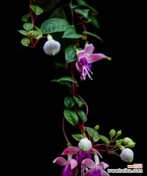 探寻吊钟花的含义 吊钟花的花语与寓意