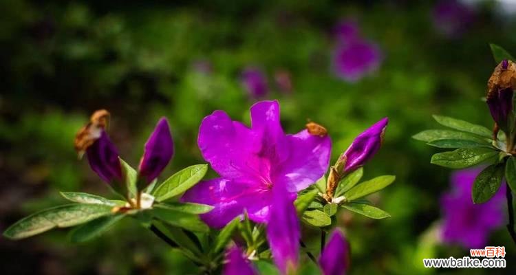 探秘杜鹃花的花语与寓意 杜鹃花的花语和寓意