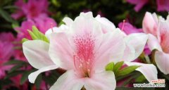 探寻杜鹃花背后的花语世界 杜鹃花的花语与其意义