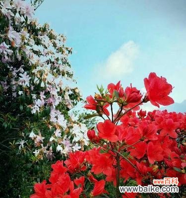 探寻杜鹃花的文化内涵 杜鹃花的象征意义