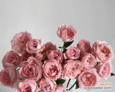 探秘多头玫瑰的丰富内涵与情感表达 多头玫瑰的花语及寓意解读