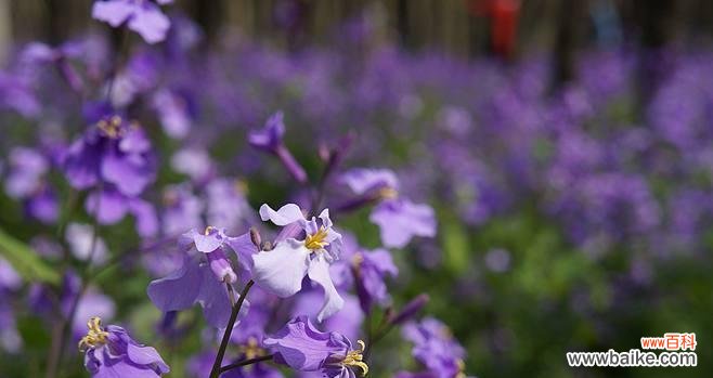 探寻二月兰的花语及其象征意义 二月兰花语与其美丽的寓意