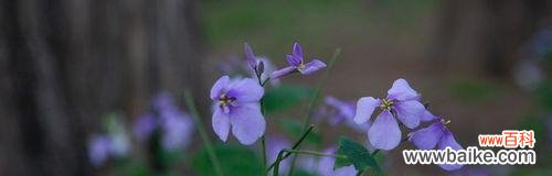 探寻二月兰的花语及其象征意义 二月兰花语与其美丽的寓意