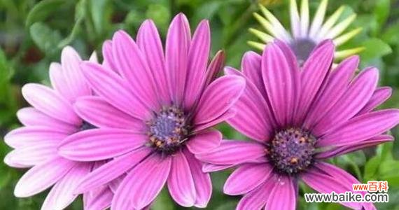 探寻非洲菊的丰富花语与文化背景 非洲菊的花语与意义