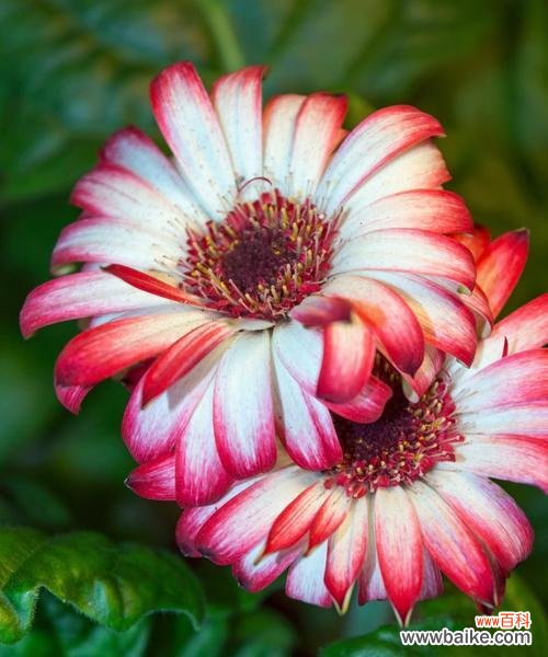 探寻非洲菊的丰富花语与文化背景 非洲菊的花语与意义