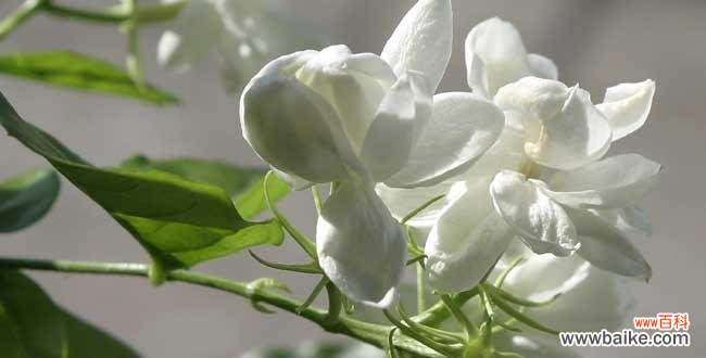 传承与希望的象征——非洲茉莉的美丽与意义 非洲茉莉