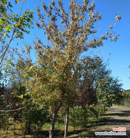 解析植物分枝点高度的形成机制及其生态意义 分枝点高度的意义与特征