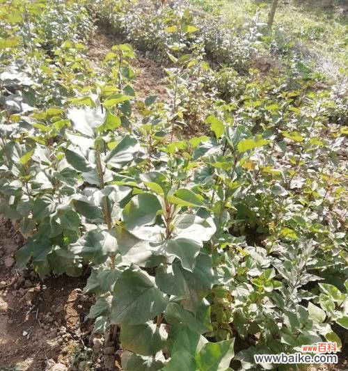 解析植物分枝点高度的形成机制及其生态意义 分枝点高度的意义与特征