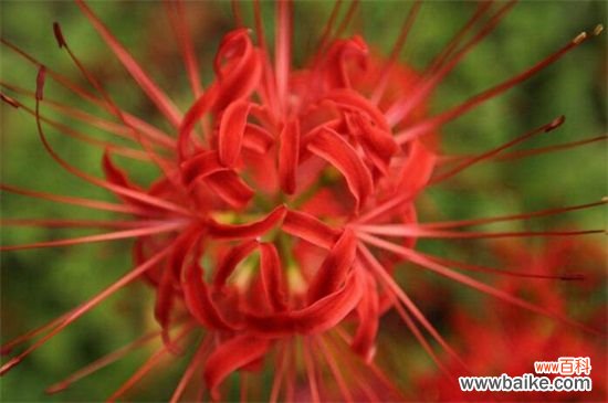 曼陀沙华花语：死亡的温柔